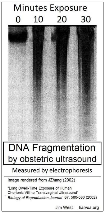 jzhang2002blot
